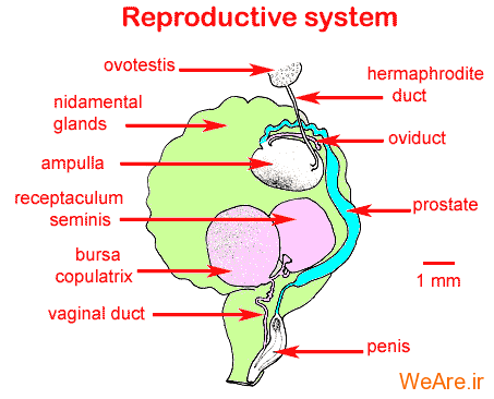 اووتستیس (Functioning Ovotestis)