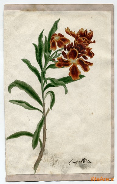 گل سرخ هیتلر